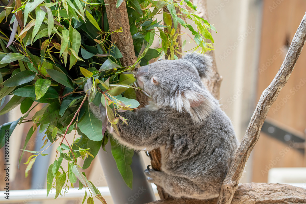 Fototapeta premium 日本の神戸王子動物園のコアラ