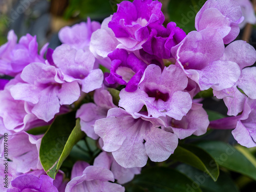 Sweet Lavender Garlic Vine Blooms: Natural Beauty