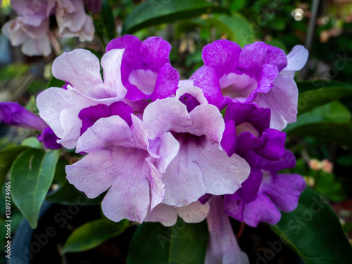 Sweet Lavender Garlic Vine Blooms: Natural Beauty