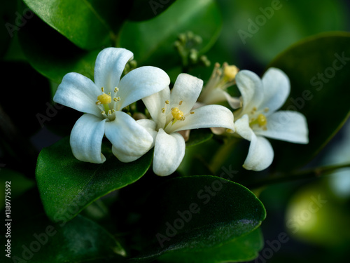 Pure White Orange Jessamine Blooms Among Green Leaves