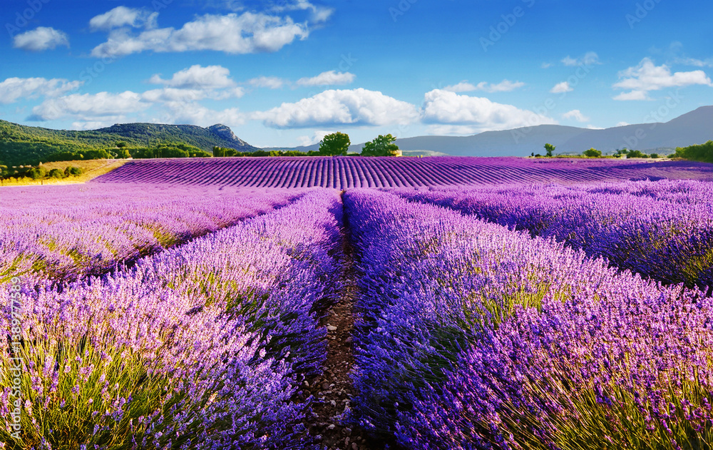 Naklejka premium Champs de lavande en fleurs sous le ciel bleu ennuagé.