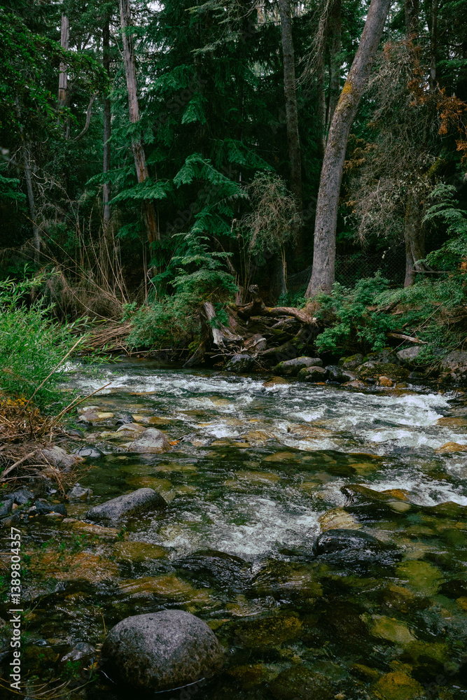Fototapeta premium river in the forest