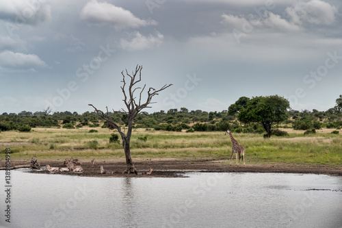 Landscape view of waterhole with a distant giraffe moving towards  waterbuck herd. 