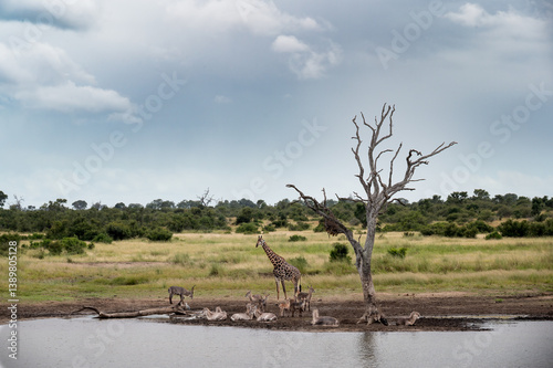 Landscape of a lone giraffe standing behind a herd of waterbuck lying at the edge of a dam.