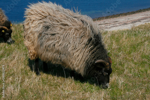 Heidschnucke, Schafrasse auf der Insel Helgoland photo