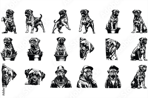 Bullmastiffs dog