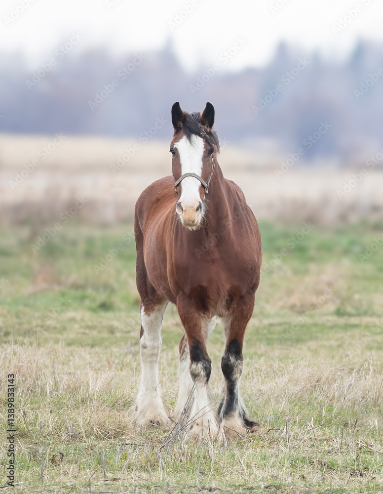 A brown horse standing in a meadow on Wolfe Island, Ontario, Canada