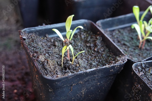 young chard plants germinating in pots. chard plant with embedded seed sprouting in the vegetable garden