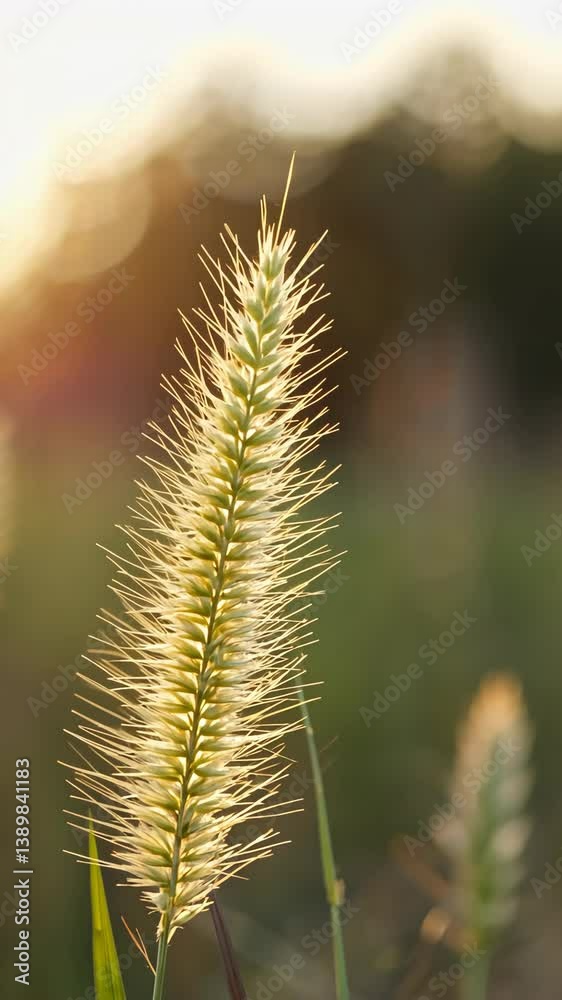Close view of tall grass with sunlit background at golden hour in a natural setting Close view of tall grass with sunlit background at golden hour in a natural setting