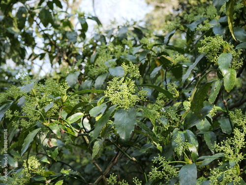 庭園に植えられている庭木