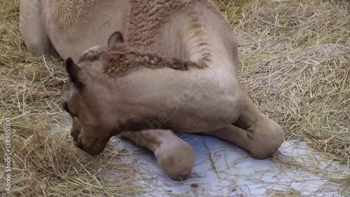 camel sitting and eating hay