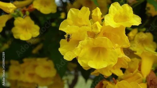 bee pollinating yellow flower
