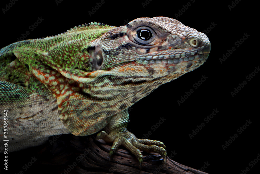 Fototapeta premium Ctenosaura similis Closeup on stone with isolated background, Ctenosaura similis lizard closeup