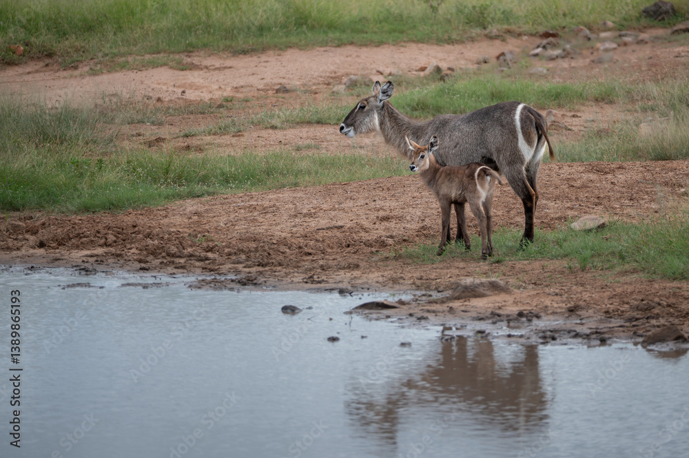 Naklejka premium Waterbuck cow with calf standing at the water's edge