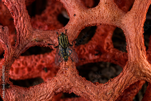 Red cage (Clathrus ruber) blooming on chopped woods in a urban park with Common flesh fly (Sarcophaga carnaria) consuming its smelly liquids, Genova, Italy. May. 