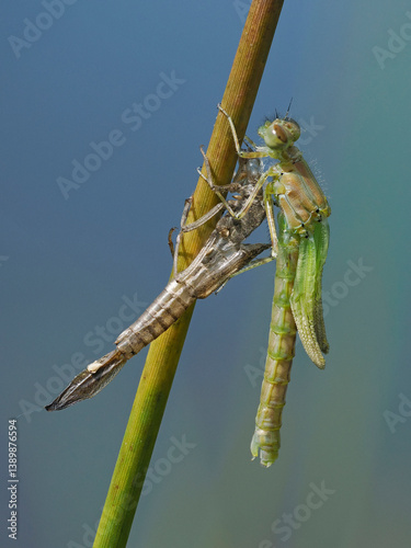 Azure damselfly (Coenagrion puella) newly emerged imago beginning to open wings, East Sussex, England, UK. May. Focus stacked. 