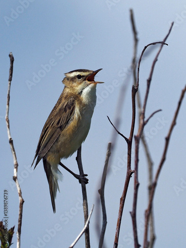 Sedge warbler (Acrocephalus schoenobaenus) male, perched on dead twigs singing, Yorkshire, England, UK. June.  photo
