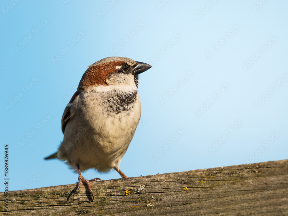 Fototapeta premium A male House Sparrow sitting on a twig