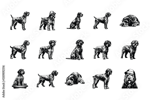 Wirehaired Pointing Griffon Dog