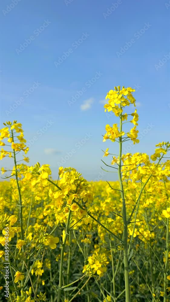 Close-up view of blooming yellow rapeseed flowers swaying gently in the wind under clear blue sky. Peaceful countryside landscape in full spring bloom. Close-up view of blooming yellow rapeseed flowers swaying gently in the wind under clear blue sky. Peaceful countryside landscape in full spring bloom.