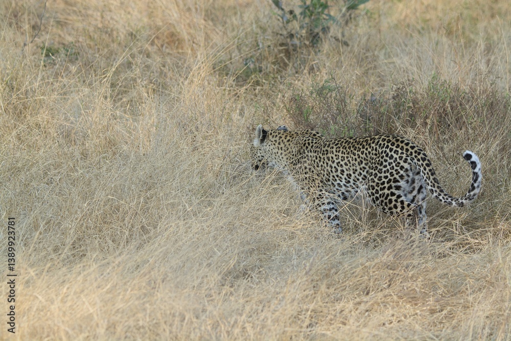 Naklejka premium Leopard in the wild savannah , Africa