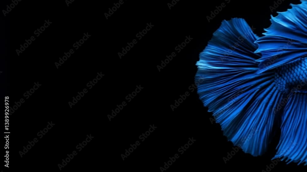 Bright blue fish with fine fins. A beautiful blue fish with intricate fins swims gracefully against a dark background, showcasing its vivid colors.