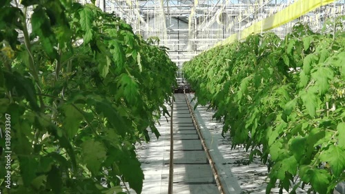 Rows of healthy cucumber plants with large green leaves thrive in a controlled greenhouse environment under diffused natural light, supported by vertical strings.