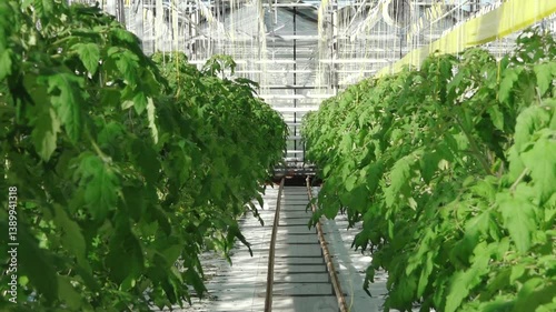 Rows of healthy cucumber plants with large green leaves thrive in a controlled greenhouse environment under diffused natural light, supported by vertical strings.