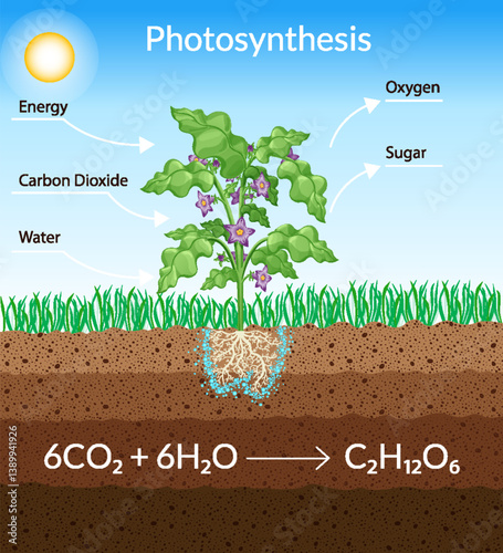 Obraz na płótnie Photosynthesis process. Tree produce oxygen using rain and sun. Diagram showing process of photosynthesis in plant. Colorful biology scheme for education in flat style w salonie