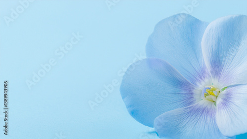 美しい花と水色のフォトジェニックなコピースペース