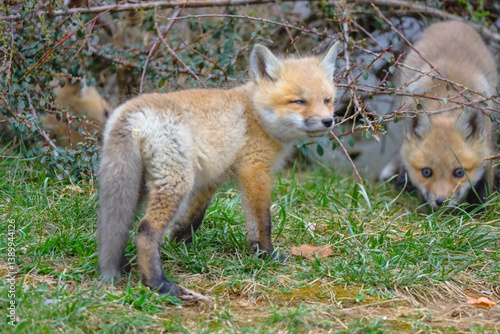 Baby foxes playing