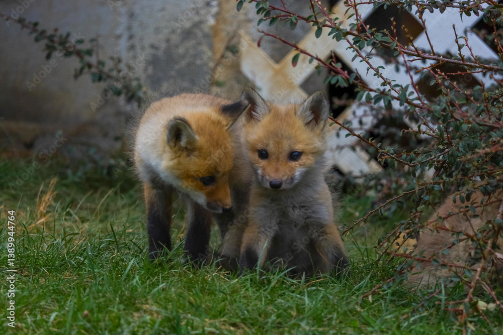 Fototapeta premium Baby foxes playing