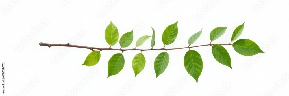 Naklejka premium Single isolated branch on white background with a few leaves, elegant, simple, leafy