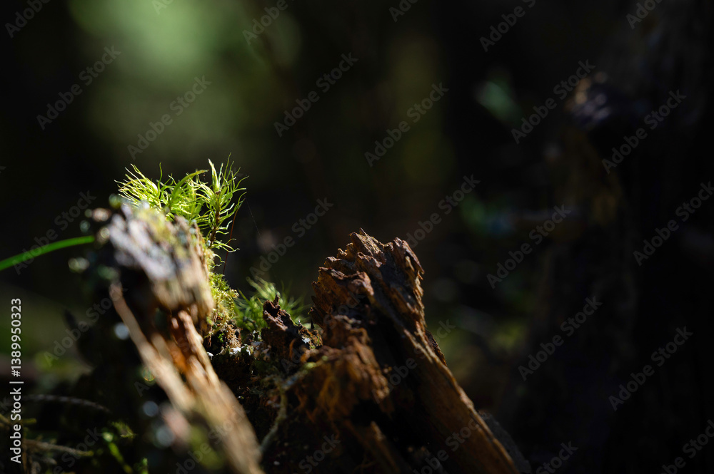 Fototapeta premium Lichens or moss on a tree stump in the forest. Symbiotic community of mycobiont and photobiont. Fungi and algae.