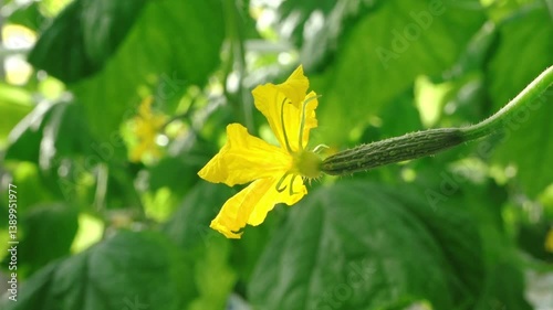Close-up of a small cucumber developing from a bright yellow flower, with vivid green leaves in the softly blurred background. A moment of early fruit growth captured in natural light.
