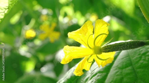 Close-up of a small cucumber developing from a bright yellow flower, with vivid green leaves in the softly blurred background. A moment of early fruit growth captured in natural light.