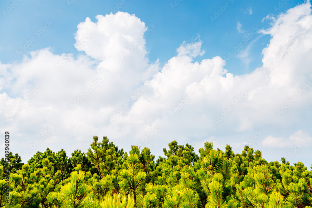 Pinus mugo evergreen trees against a sky with white clouds. Pinus mugo evergreen trees against a sky with white clouds.
