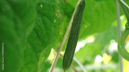 Close-up of a small cucumber developing from a bright yellow flower, with vivid green leaves in the softly blurred background. A moment of early fruit growth captured in natural light.
