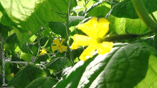 Close-up of a small cucumber developing from a bright yellow flower, with vivid green leaves in the softly blurred background. A moment of early fruit growth captured in natural light.