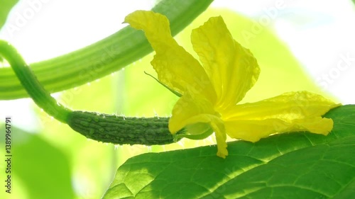 Close-up of a small cucumber developing from a bright yellow flower, with vivid green leaves in the softly blurred background. A moment of early fruit growth captured in natural light.