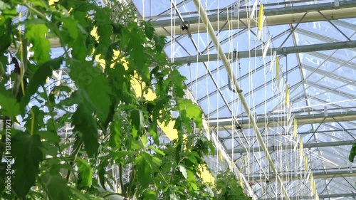 A spacious, high-tech greenhouse filled with neatly arranged rows of tomato plants suspended by vertical strings, under a glass ceiling with ventilation fans.