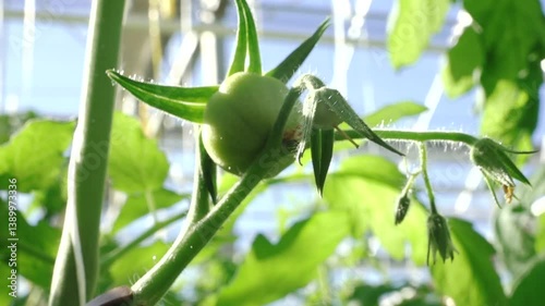 Close-up of young green tomatoes hanging from a vine, supported by a clip in a greenhouse environment. Surrounded by lush green leaves in natural light.