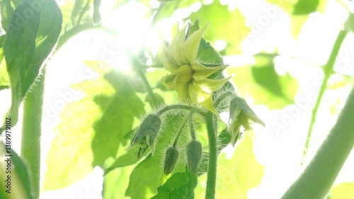 Close-up of young green tomatoes hanging from a vine, supported by a clip in a greenhouse environment. Surrounded by lush green leaves in natural light.