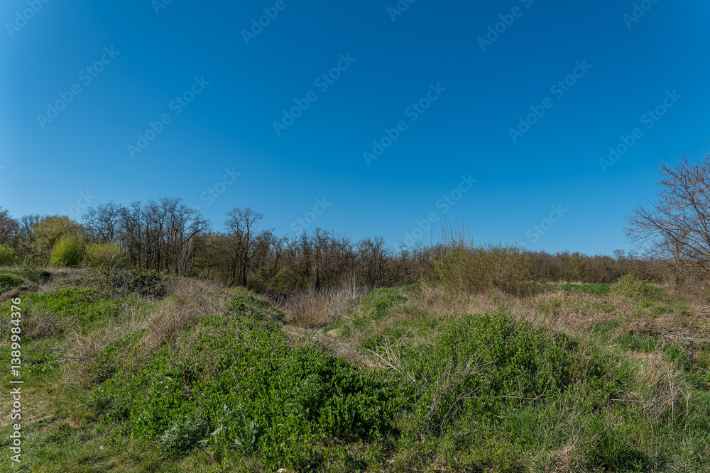 Clear blue sky above lush greenery and wild grass in a serene landscape during a sunny day in spring Clear blue sky above lush greenery and wild grass in a serene landscape during a sunny day in spring