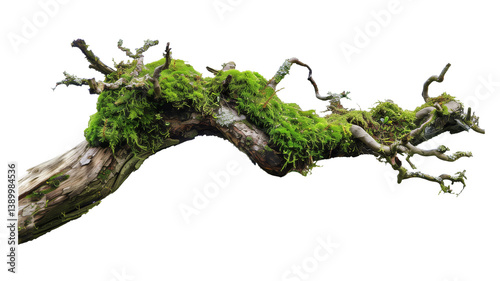Fototapeta Naklejka Na Ścianę i Meble -  weathered tree branch, covered in patches of vibrant green moss, isolated on transparent background