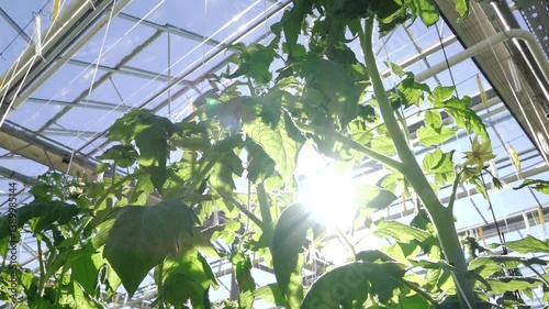 A spacious, high-tech greenhouse filled with neatly arranged rows of tomato plants suspended by vertical strings, under a glass ceiling with ventilation fans.