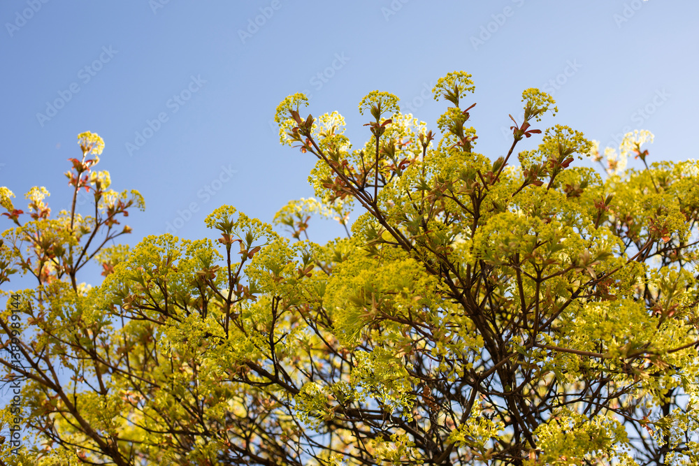 Young flowering branches of maple against the sky, early spring, flowering of wind-pollinated plants
Young flowering branches of maple against the sky, early spring, flowering of wind-pollinated plants