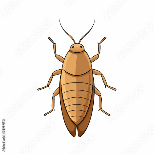 cockroach isolated on white