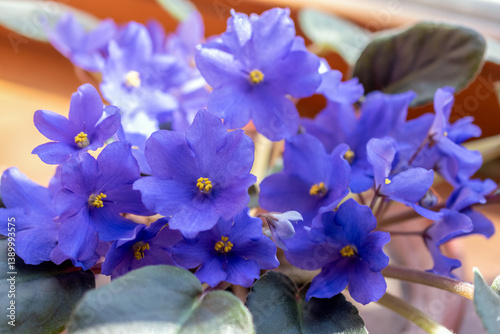 Blooming African violet in a pot on a home windowsill. Blue Saintpaulia