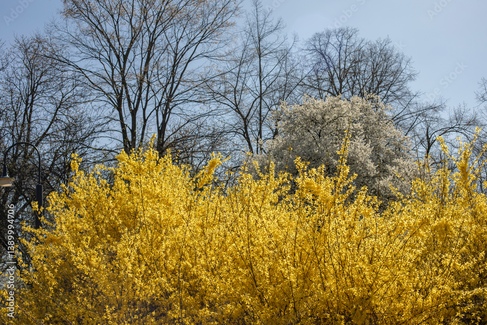 Forsythia flowers against green grass and dark green bushes. Flowering in city parks and gardens. Golden bell, border forsythia (Forsythia x intermedia, europaea) spring flowering garden bush
Forsythia flowers against green grass and dark green bushes. Flowering in city parks and gardens. Golden bell, border forsythia (Forsythia x intermedia, europaea) spring flowering garden bush